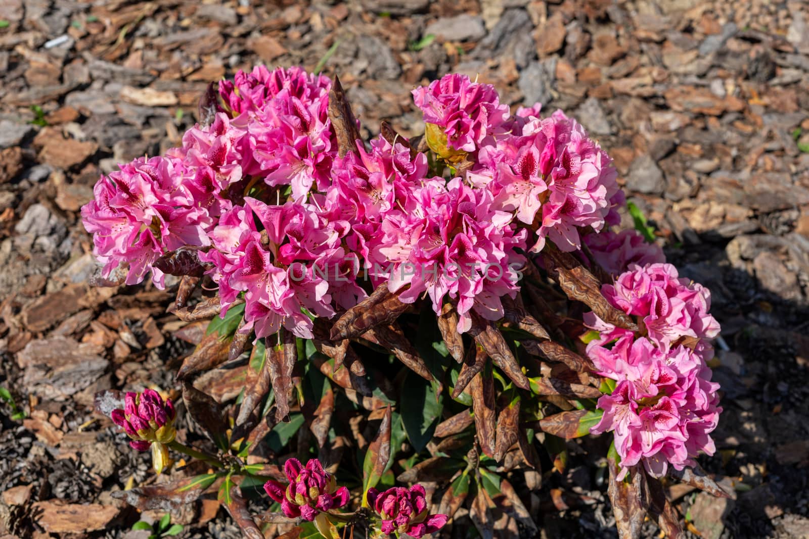 peony flowers froze from frost in April outdoors