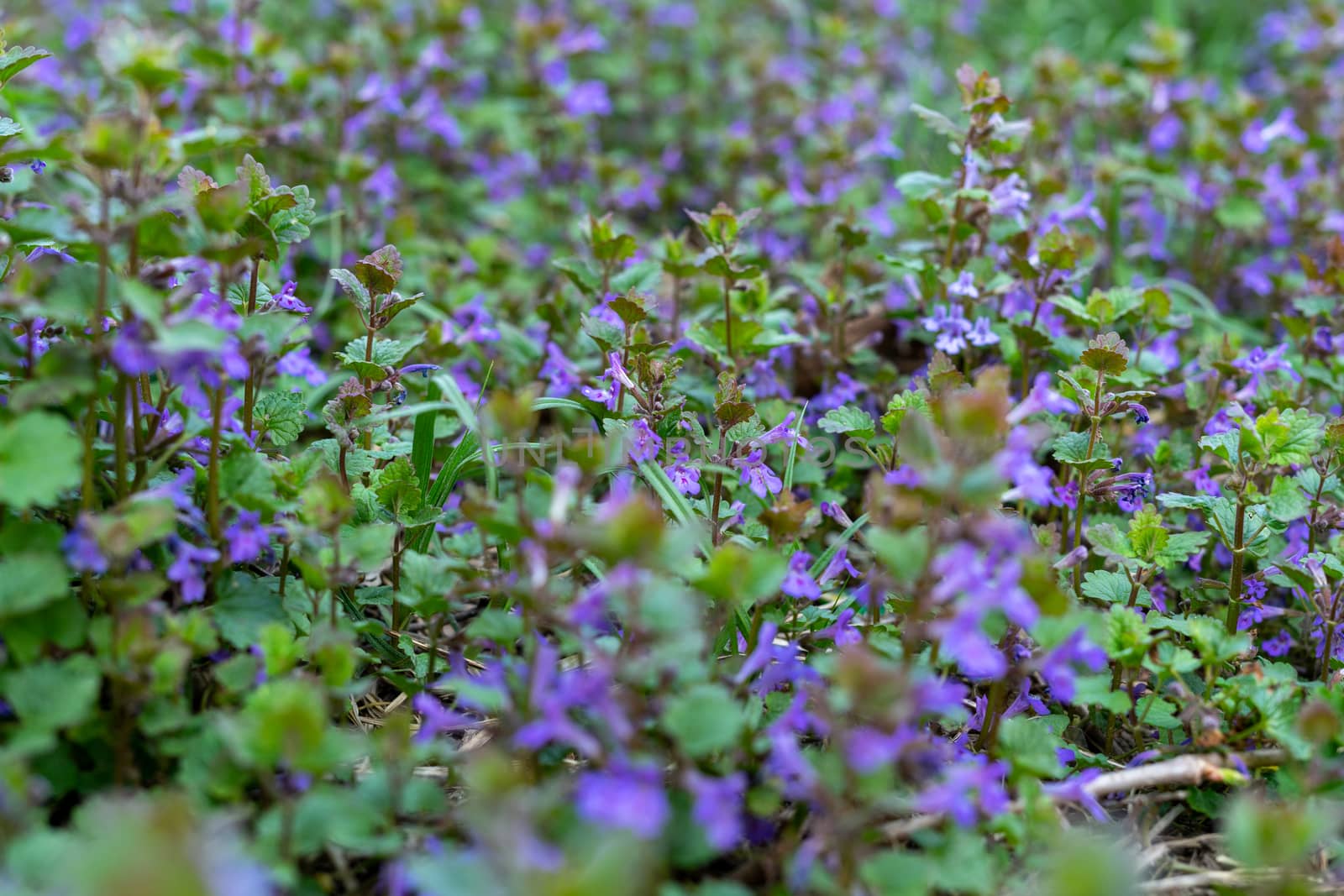 Beautiful background with purple flowers of green leaves