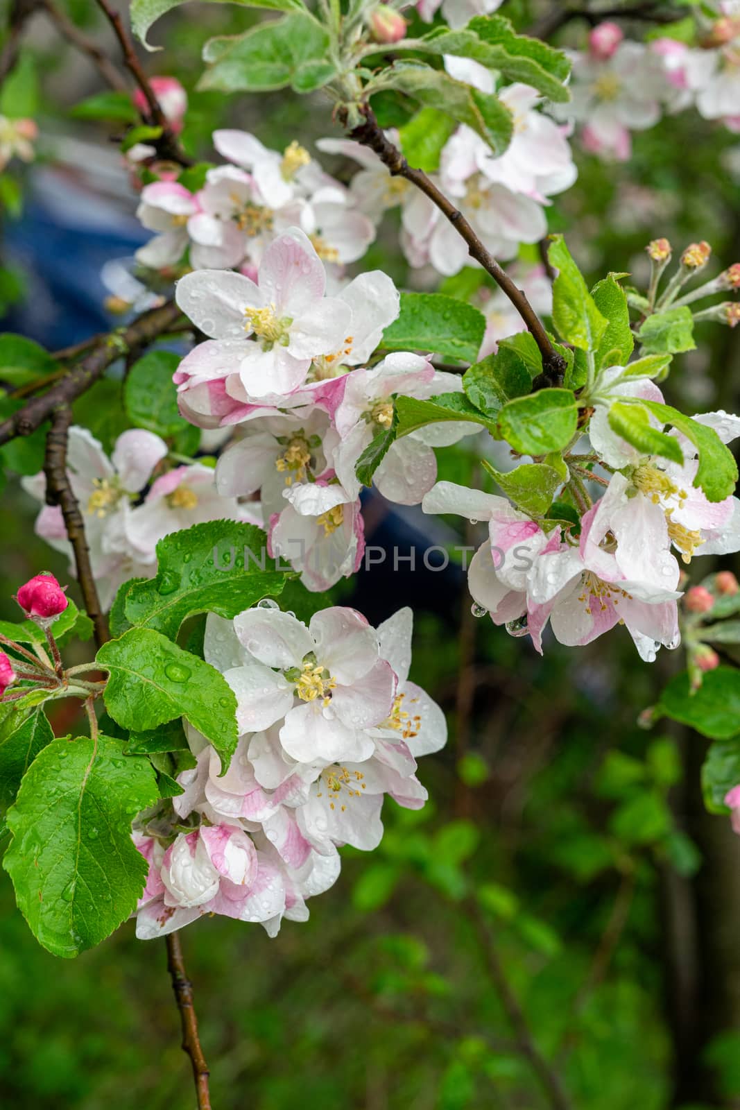 Bright white pink blossom of apple trees after rain