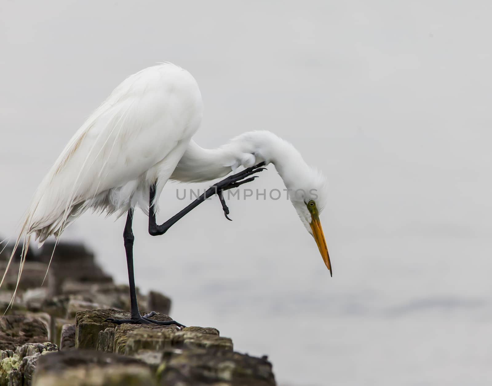 Great egret standing on wood in ocean water and scratch his neck