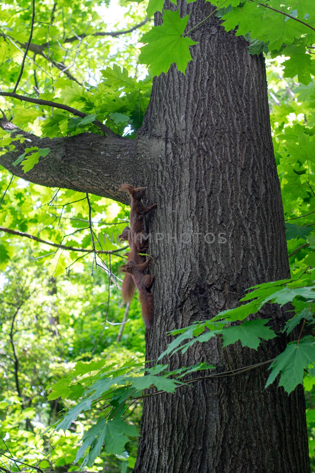Squirrel family having fun on a tree by Serhii_Voroshchuk