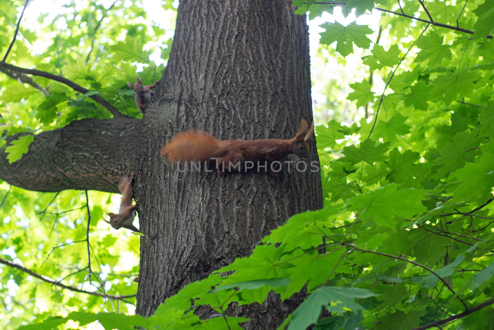 Squirrel family having fun on a tree by Serhii_Voroshchuk