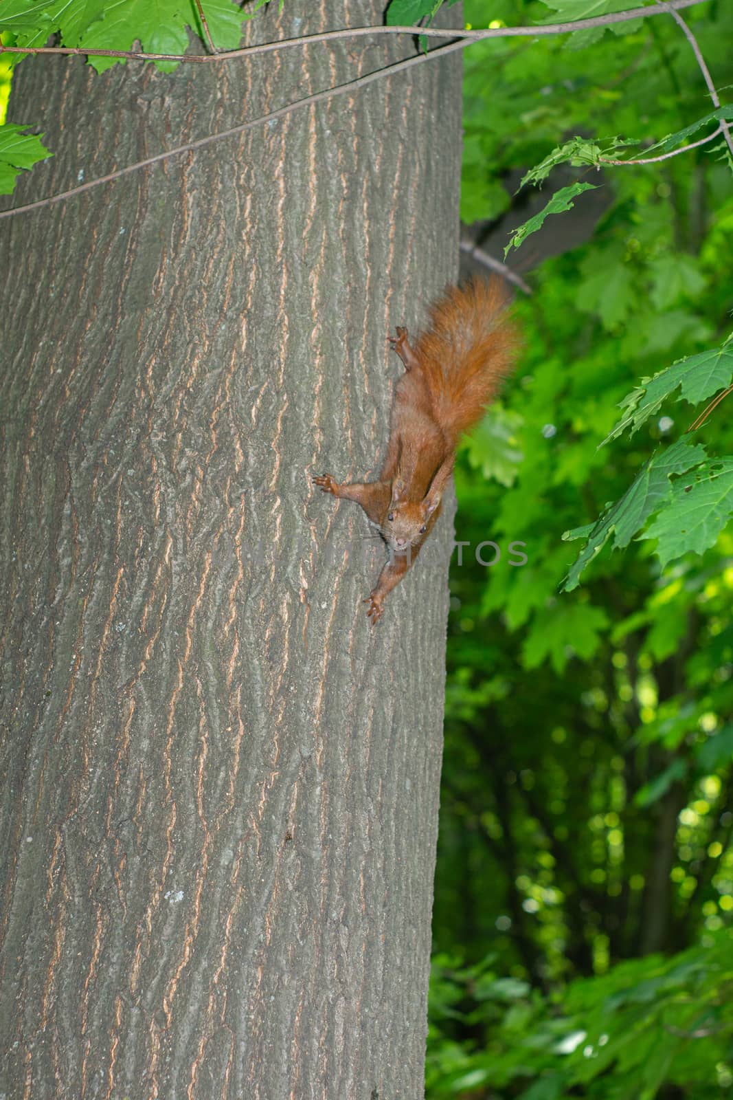 Squirrel hanging on the tree upside down holding the back of the tree by Serhii_Voroshchuk