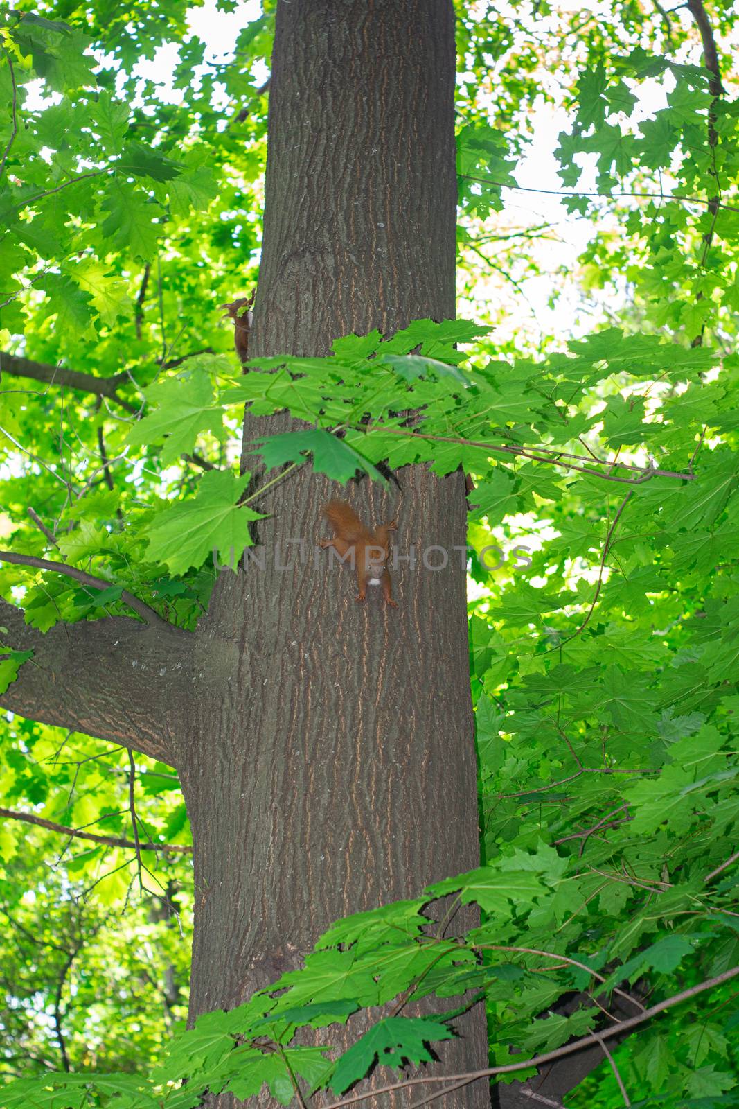 A family  squirrels runs along a tree trunk by Serhii_Voroshchuk