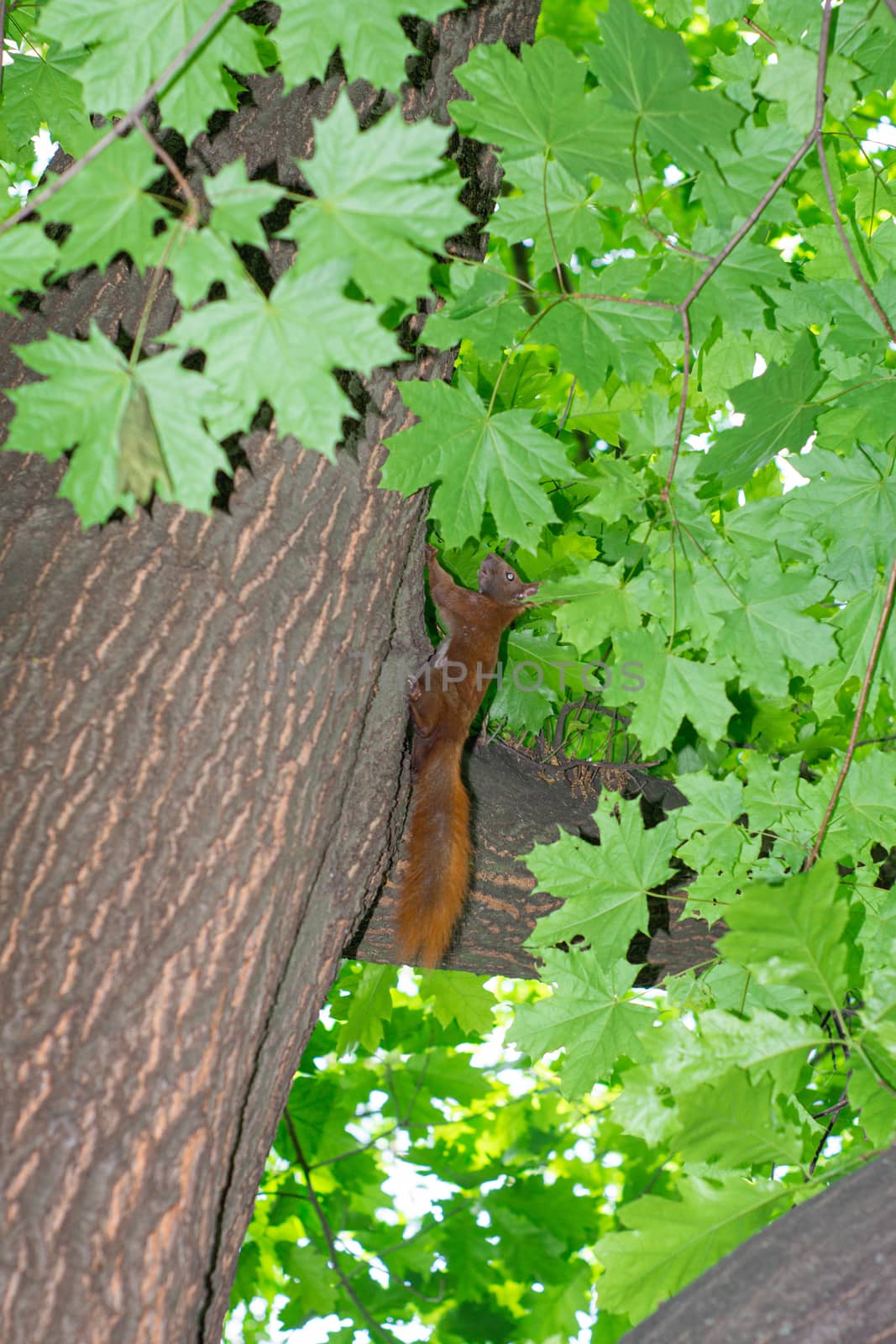 red squirrel runs up the tree trunk