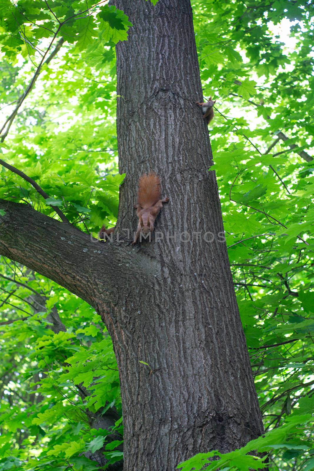 A family  squirrels runs along a tree trunk