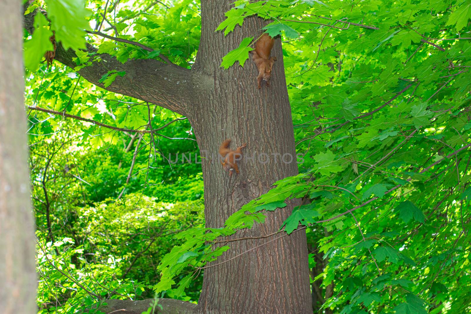 A family  squirrels runs along a tree trunk