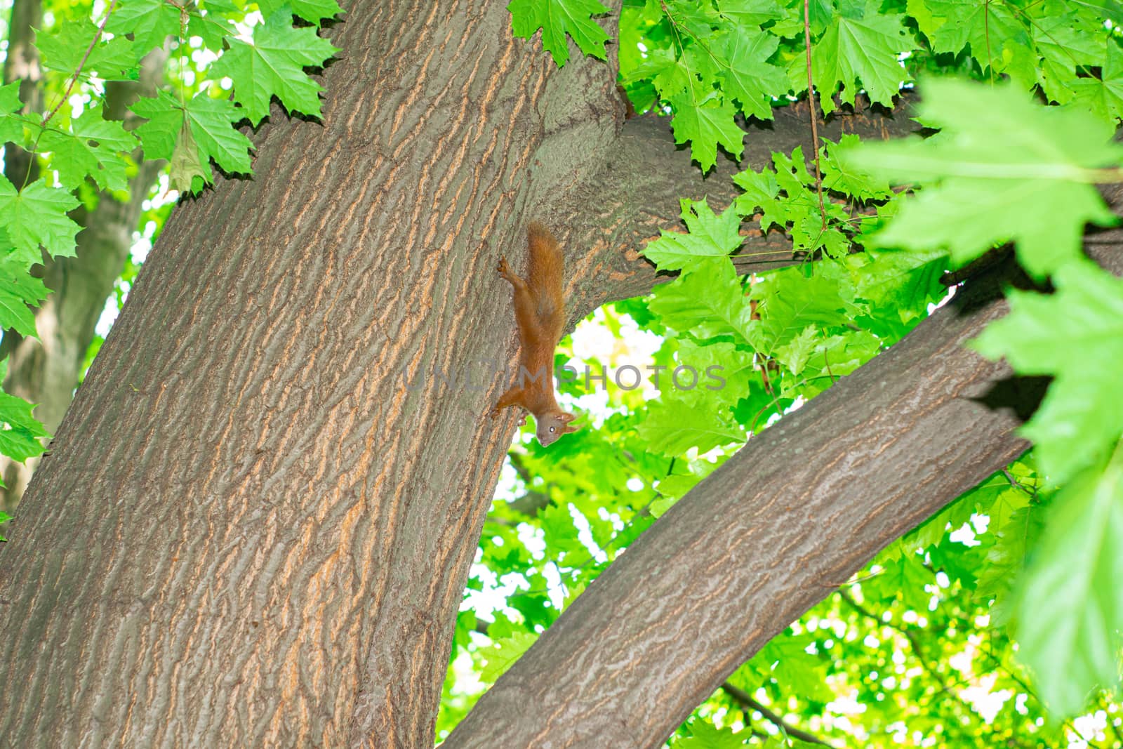 Squirrel hanging on the tree upside down holding the back of the tree