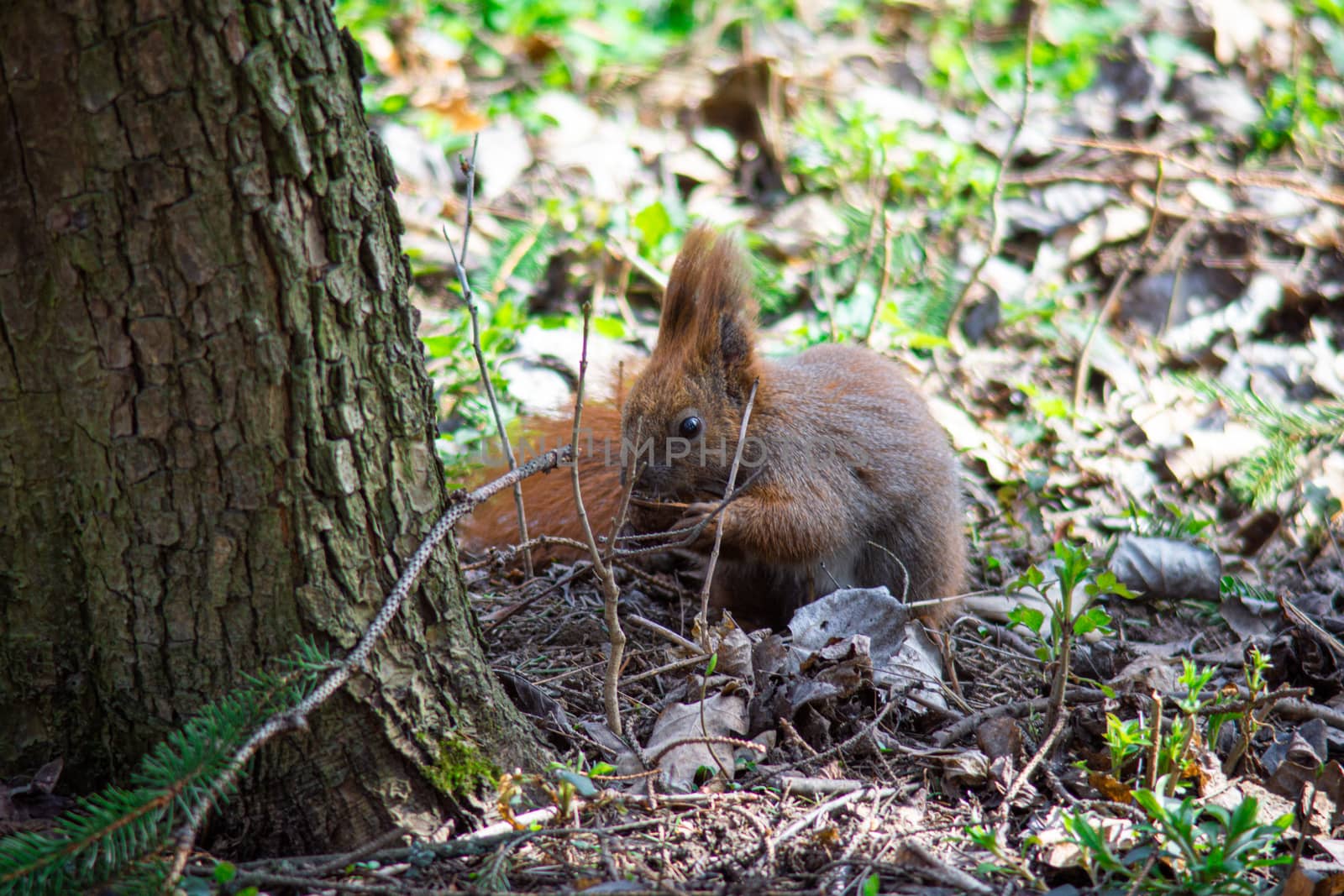 squirrel sits under a tree and eats a nut