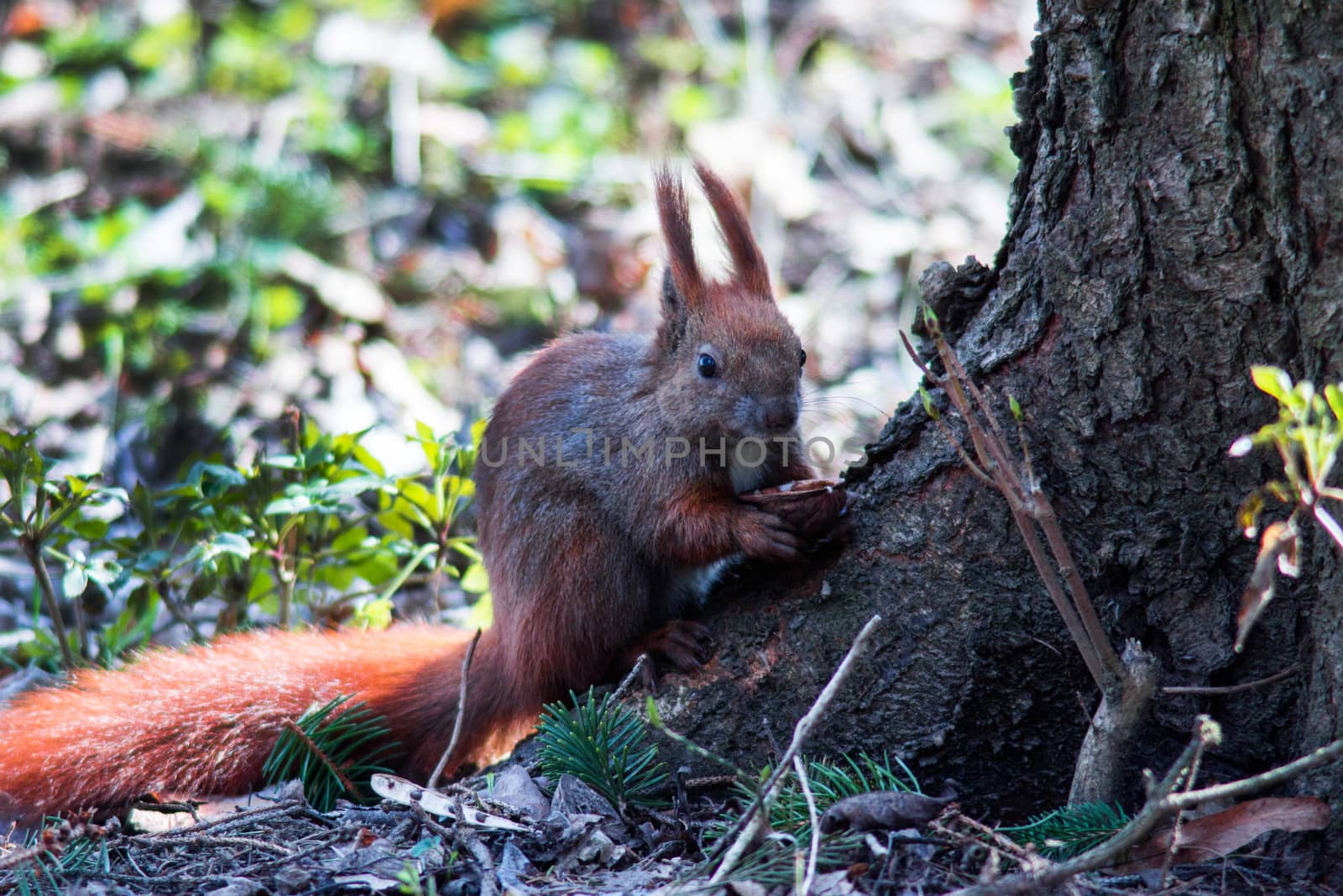 squirrel sits under a tree and eats a nut by Serhii_Voroshchuk