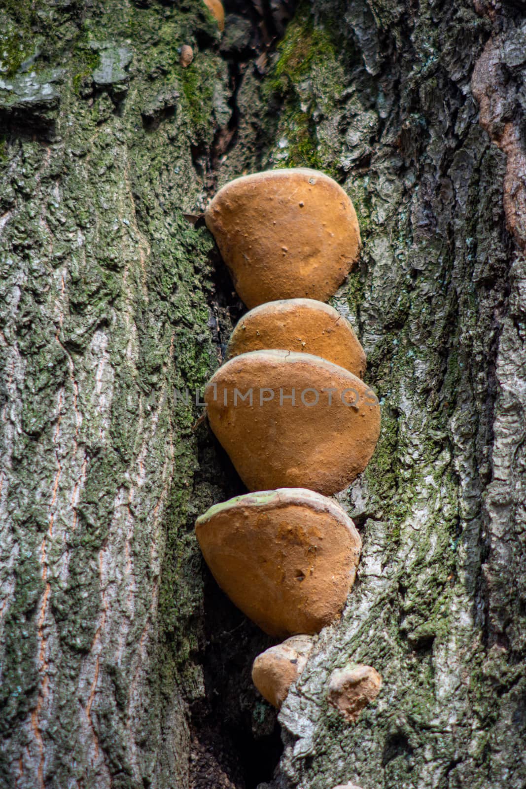 on the bark of the tree grow yellow mushrooms by Serhii_Voroshchuk