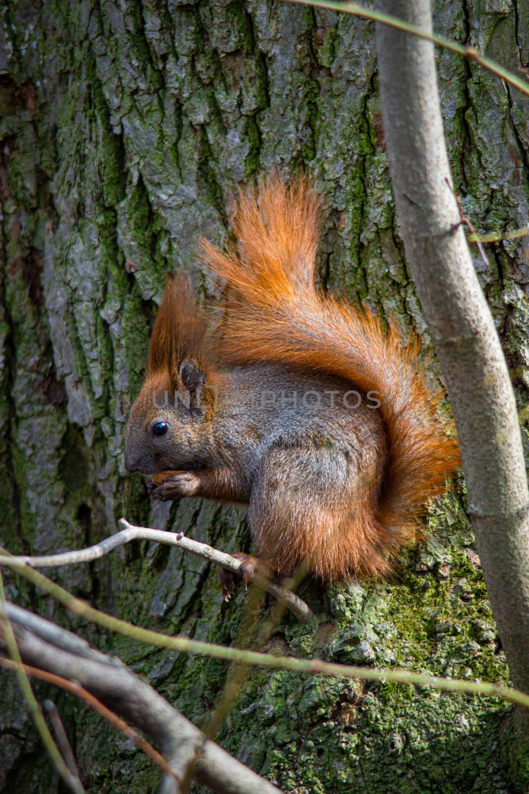 squirrel sits on a dry branch of a tree and eats a nut by Serhii_Voroshchuk