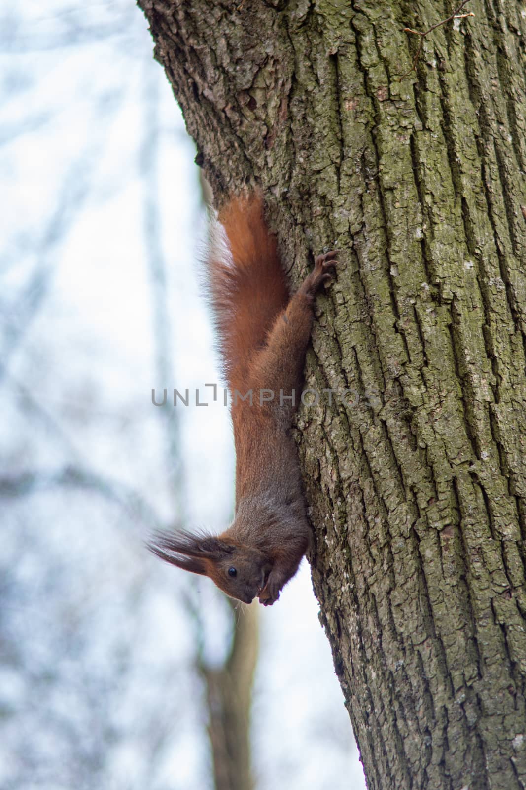 squirrel with a nut in your teeth runs down the tree by Serhii_Voroshchuk