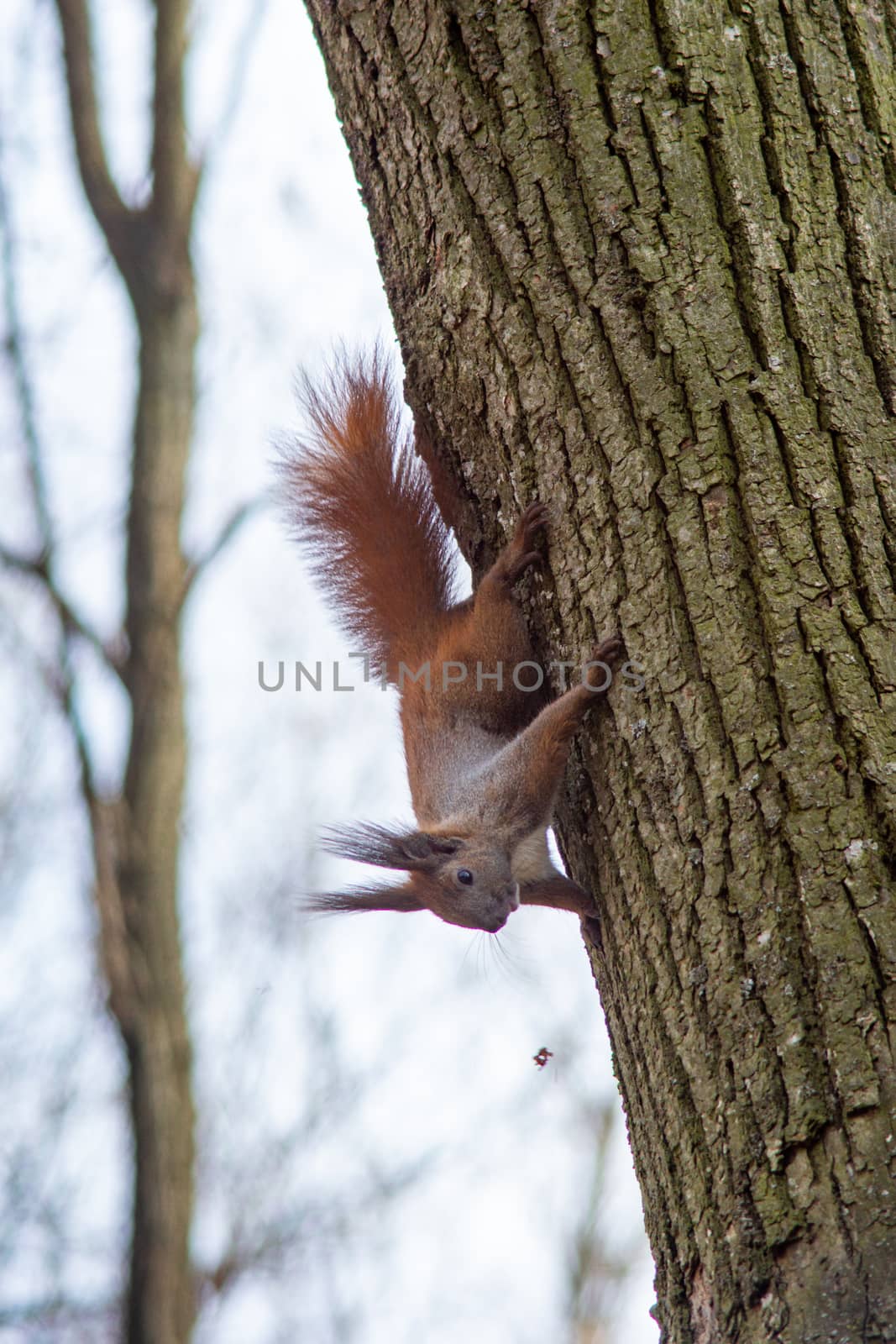 Squirrel hanging on the tree upside down holding the back of the tree by Serhii_Voroshchuk