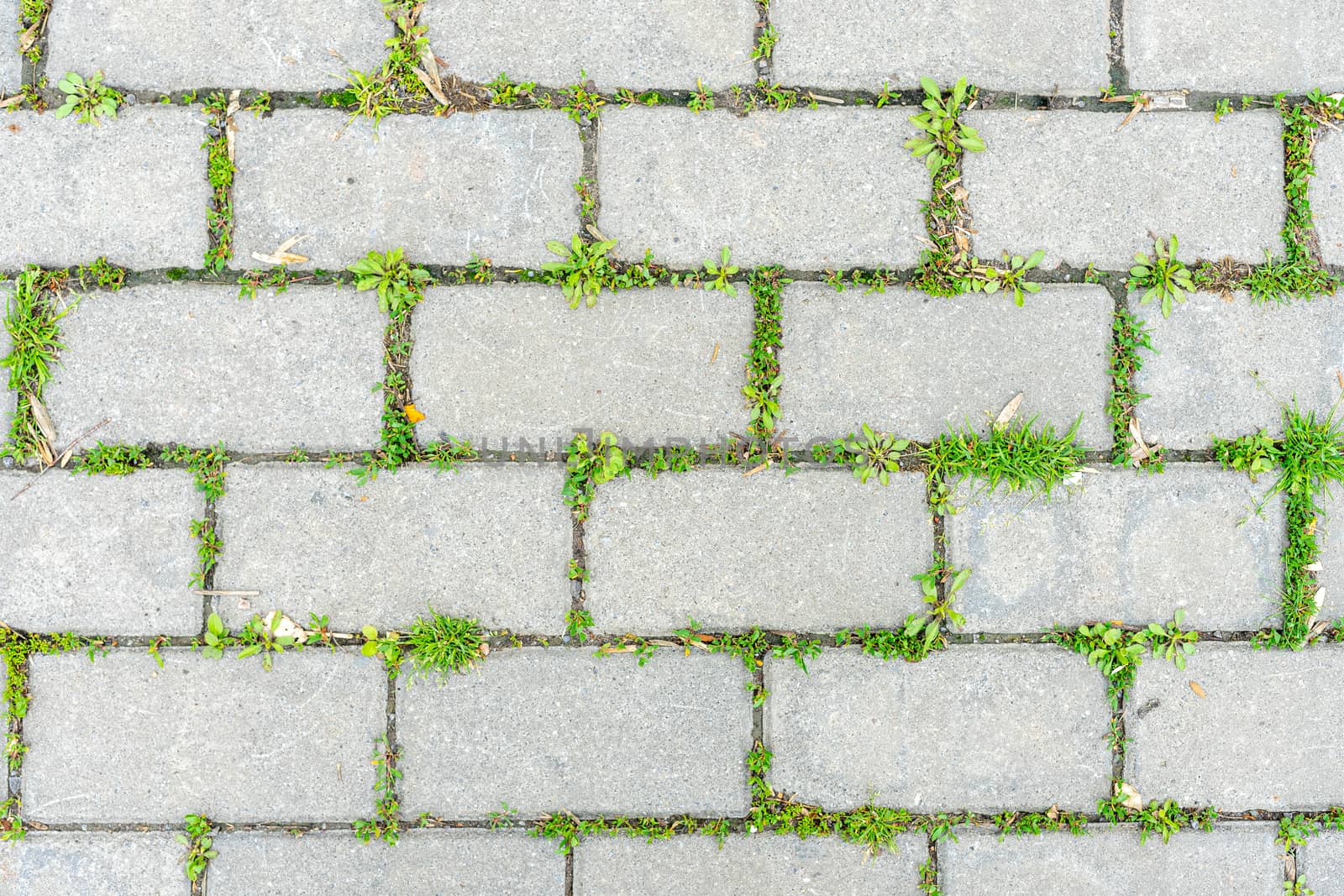 Green grass sprouted between the old cement beech by Serhii_Voroshchuk