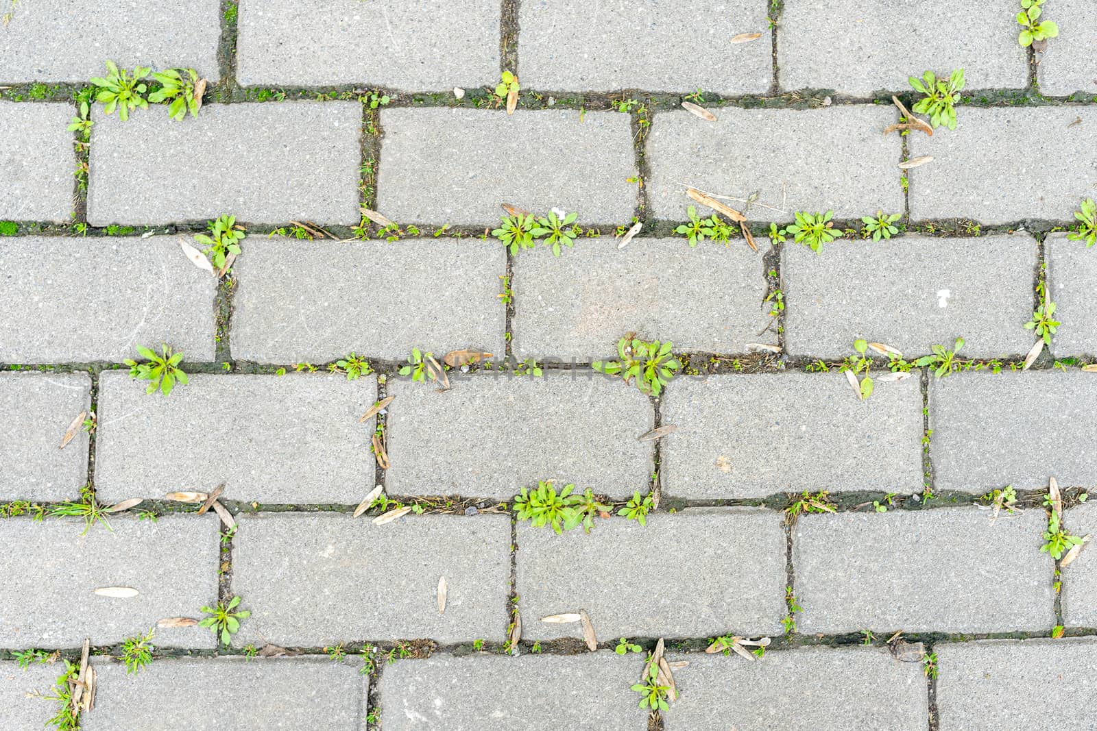 Green grass sprouted between the old cement beech by Serhii_Voroshchuk