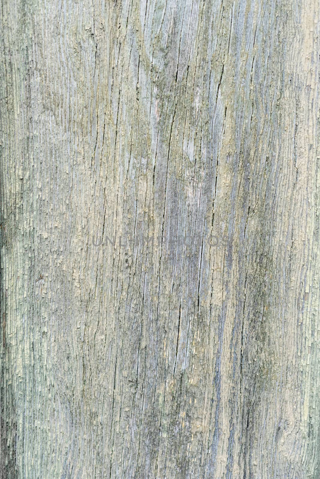 Texture of old vintage dry gray wood by Serhii_Voroshchuk