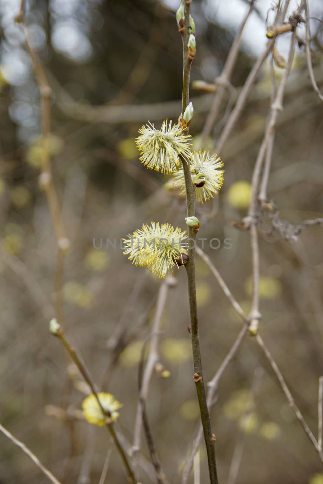 the willow branch blossomed when spring came