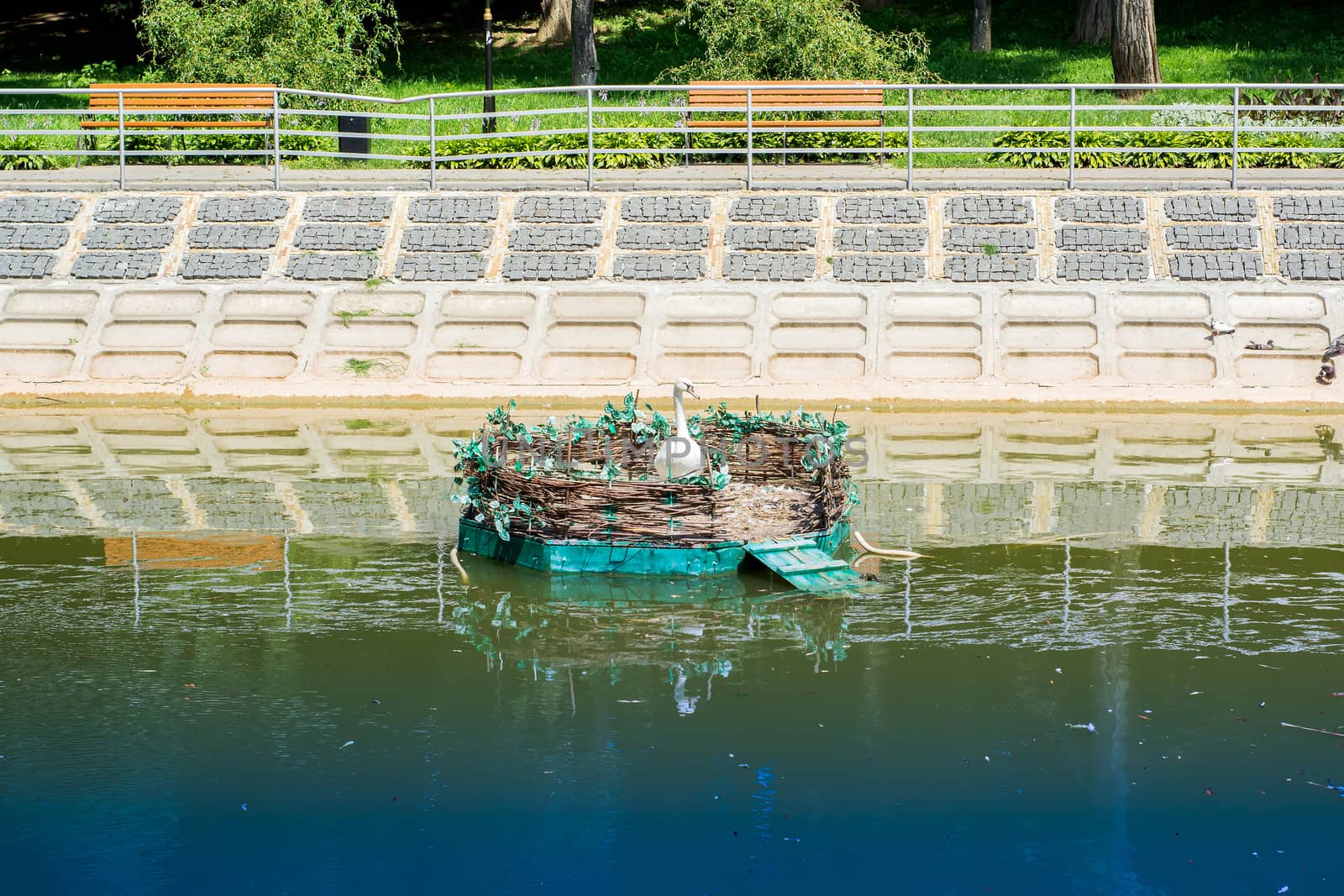 swans nest made by man on the water in the park