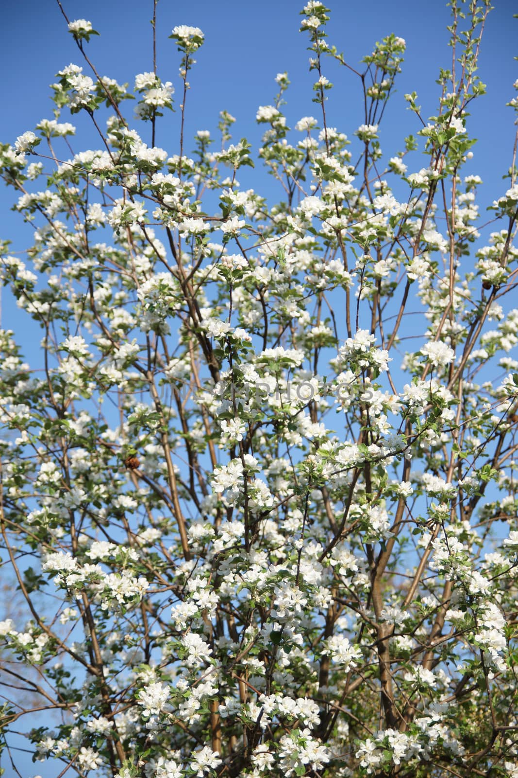 white apple blossoms close up on the outdoor