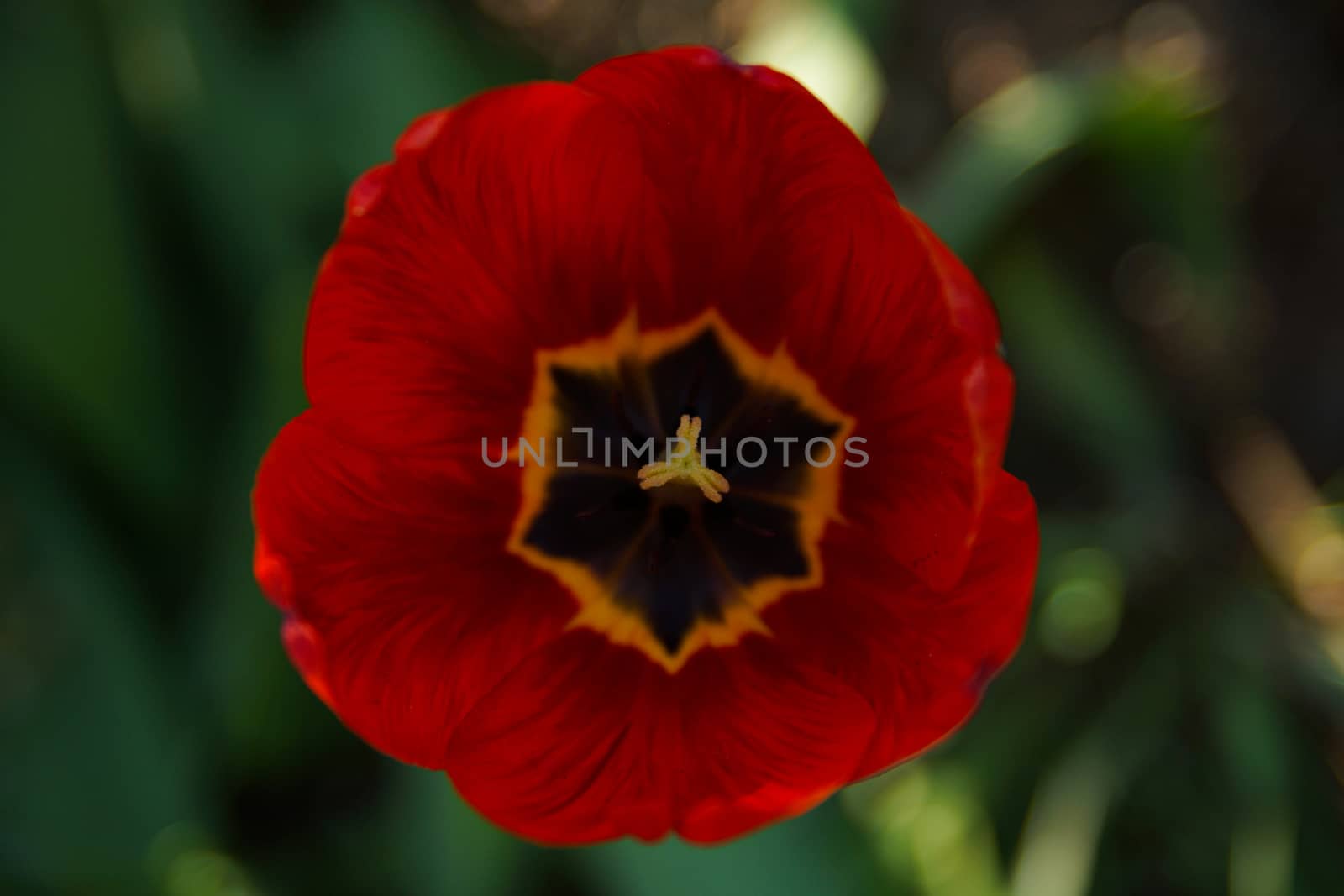 Red opened tulip photographed from above on a green background close up soft focus