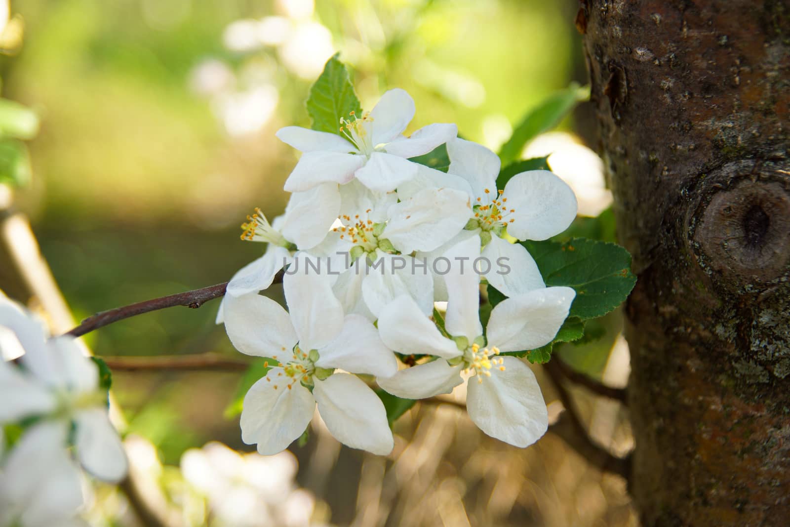 white apple blossoms close up on the outdoor