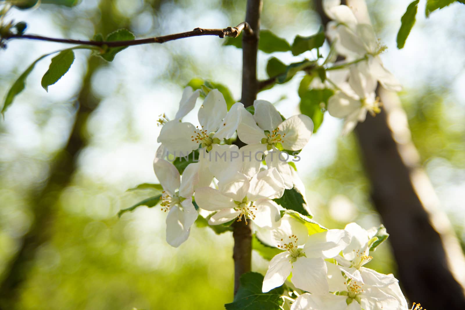 white apple blossoms close up on the outdoor        