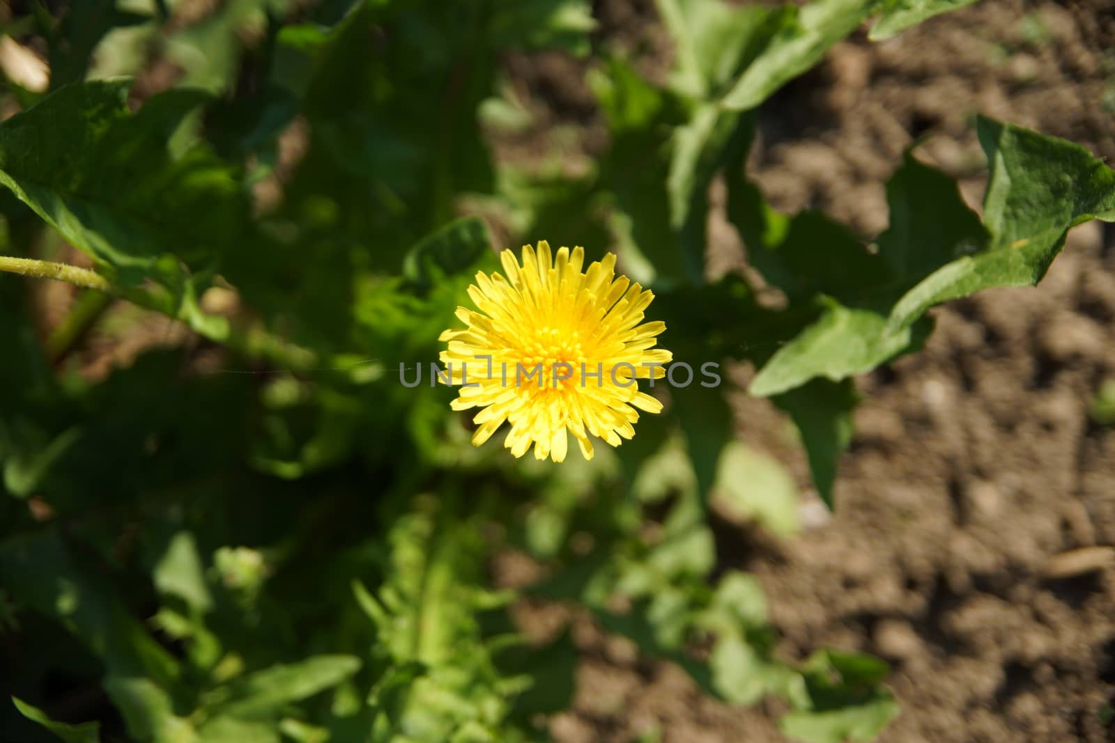 yellow dandelion on a background of green grass in summer