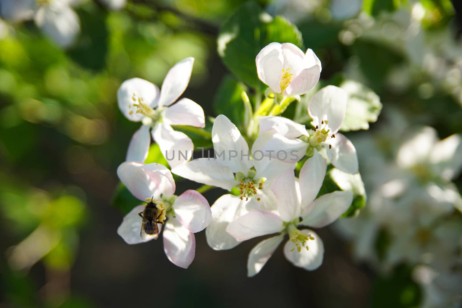 white apple blossoms close up on the outdoor by Serhii_Voroshchuk