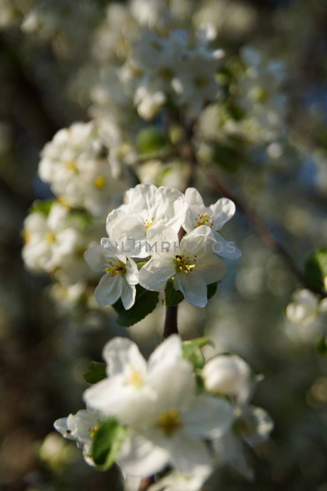 white apple blossoms close up on the outdoor by Serhii_Voroshchuk