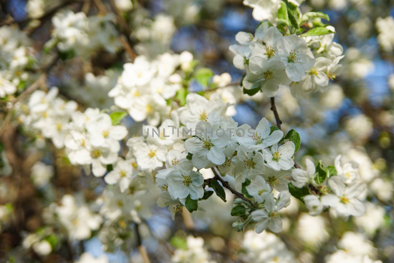 white apple blossoms close up on the outdoor