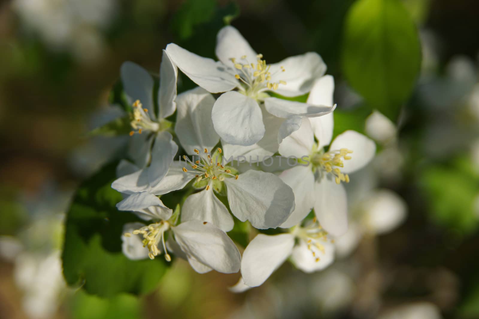 white apple blossoms close up on the outdoor