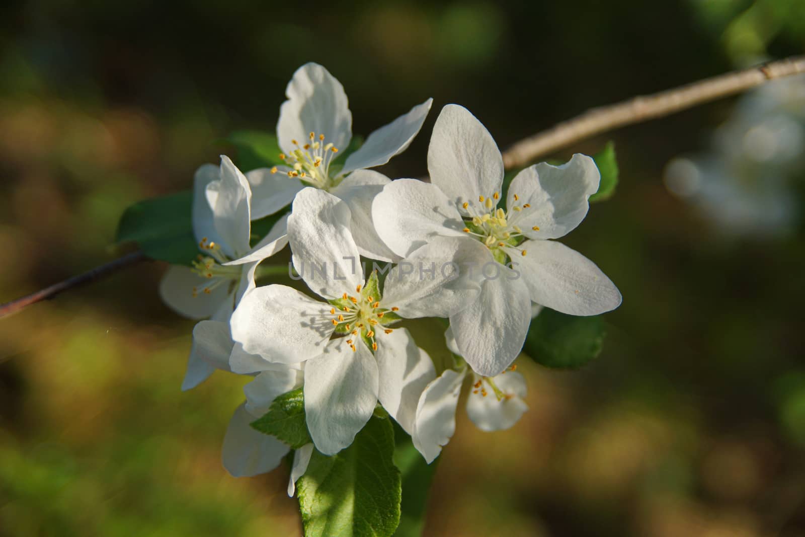 white apple blossoms close up on the outdoor