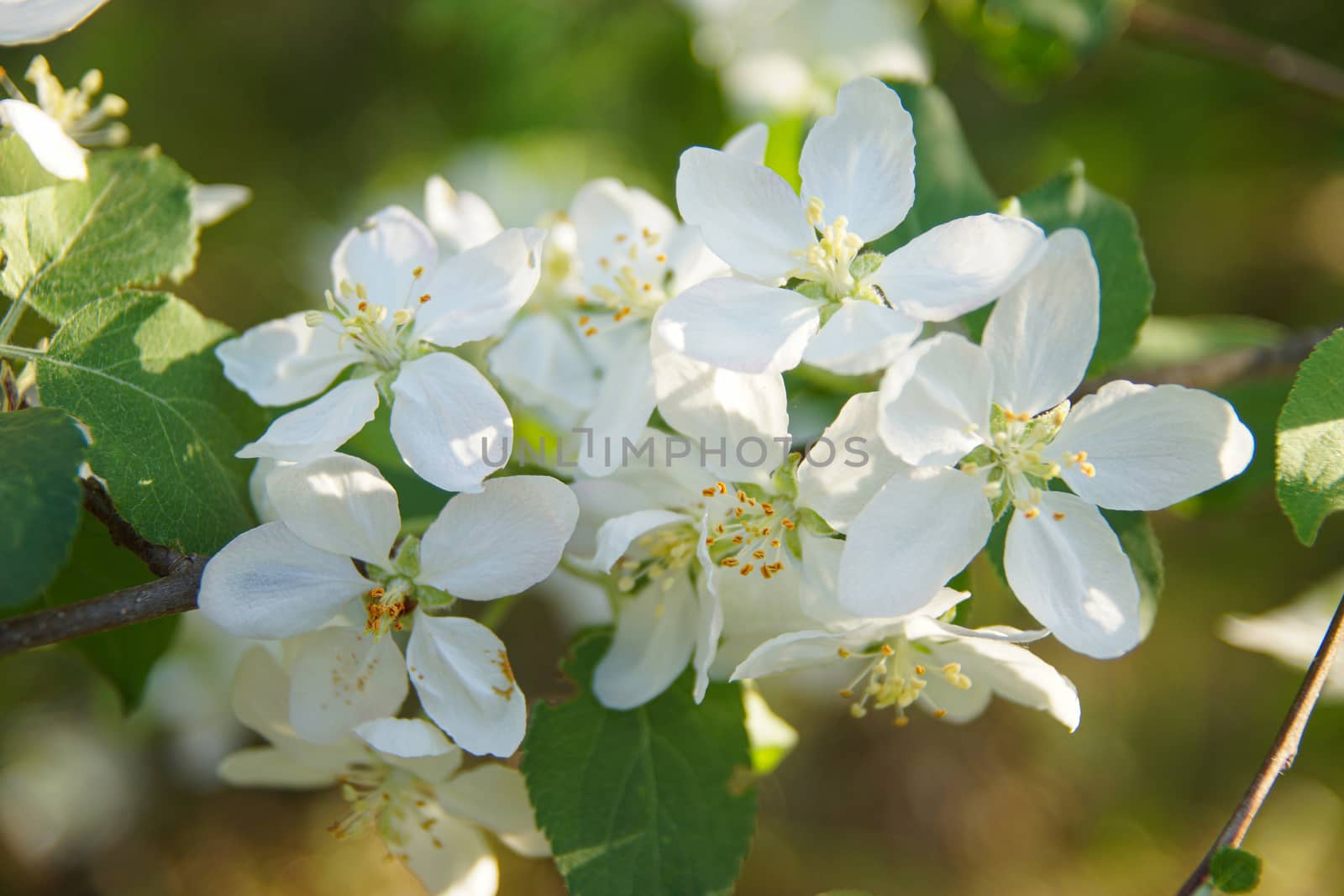 white apple blossoms close up on the outdoor by Serhii_Voroshchuk