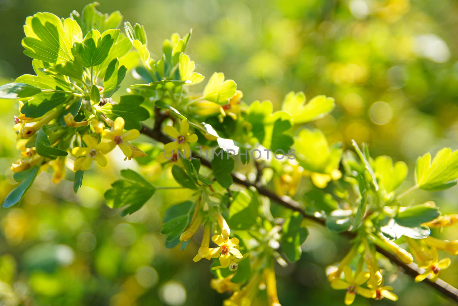 Yellow flowers bloomed profusely on a green bush by Serhii_Voroshchuk