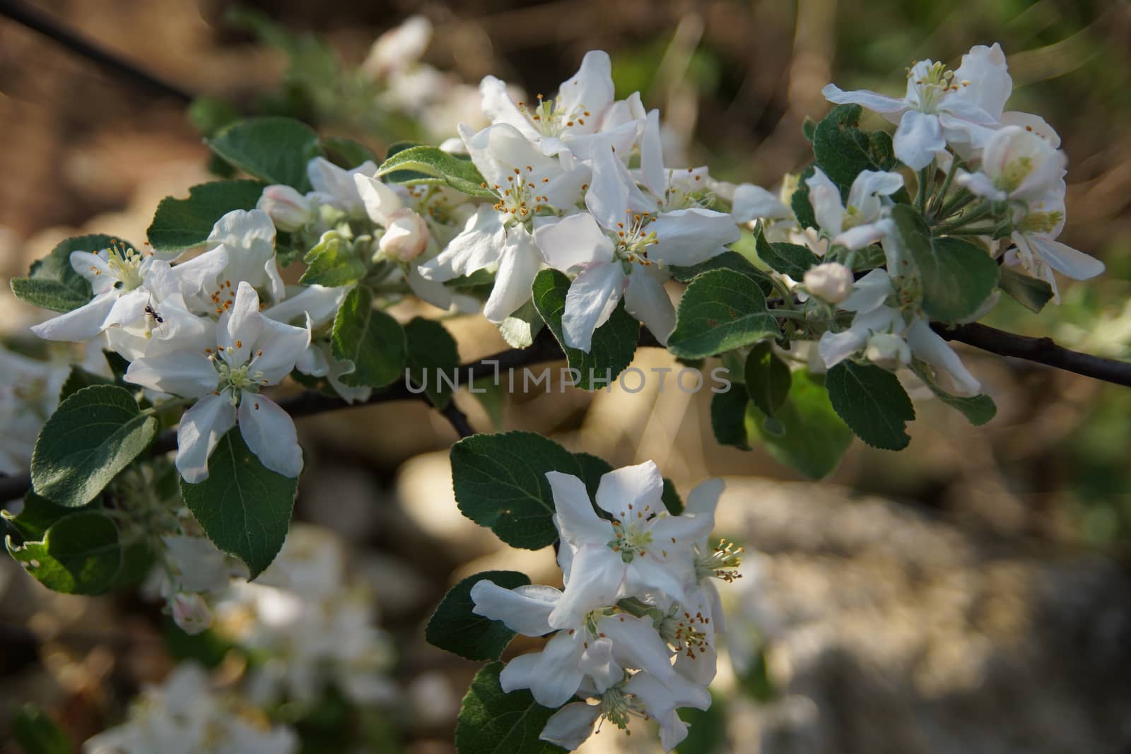 white apple blossoms close up on the outdoor  