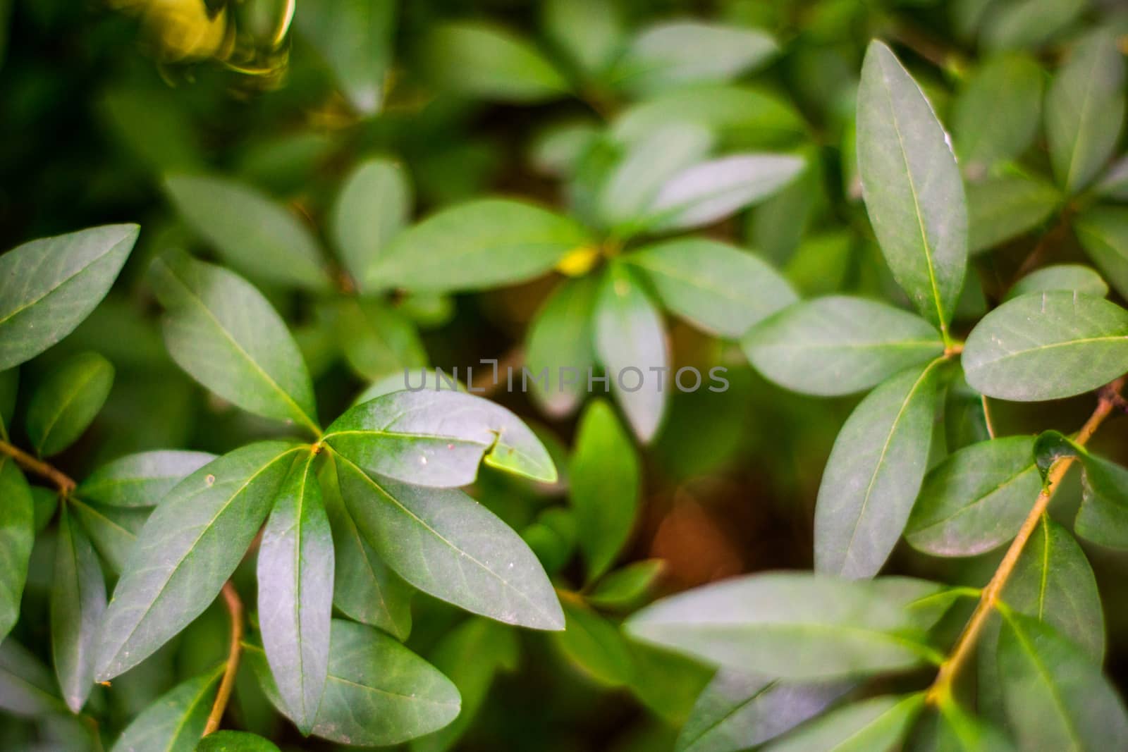 Background with natural bright green leaves by Serhii_Voroshchuk