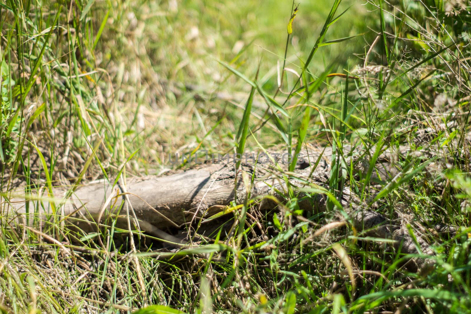 An old dry fallen tree lies in the tall green and yellow grass