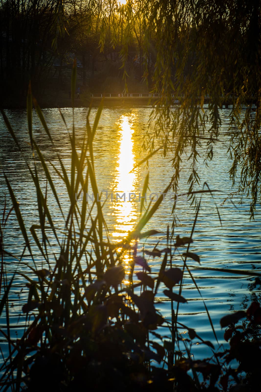 The golden evening sun shines on the water of the lake, reeds and willow