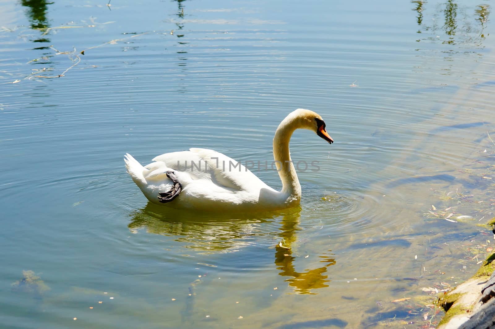 One swan floats on the water near the shore. Reservoir in the park