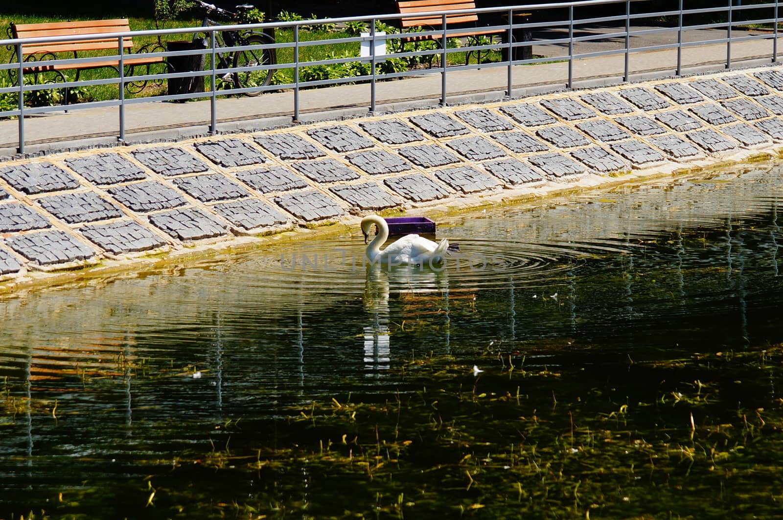 One swan floats on the water near the shore by Serhii_Voroshchuk