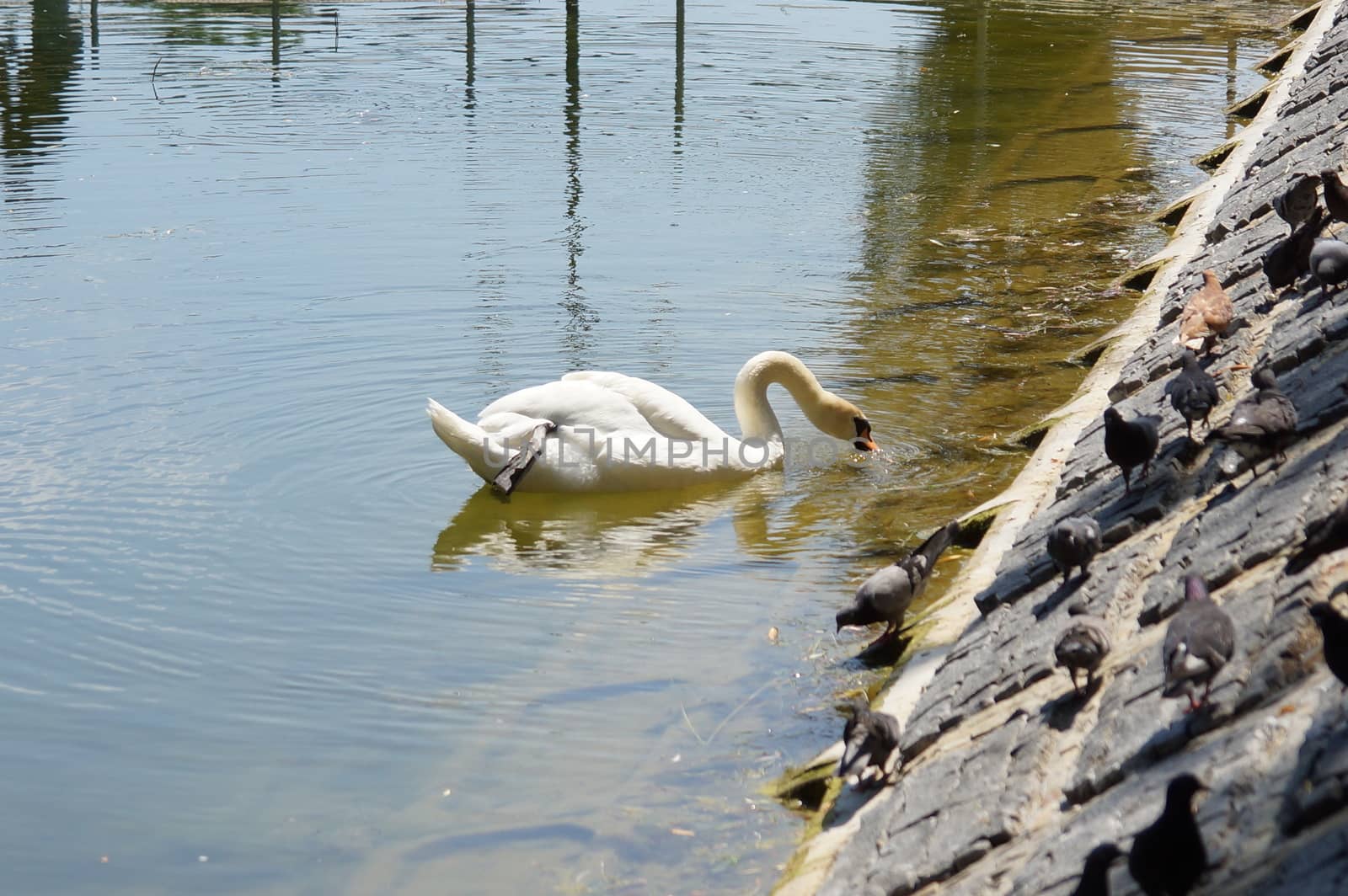 One swan floats on the water near the shore. Reservoir in the park