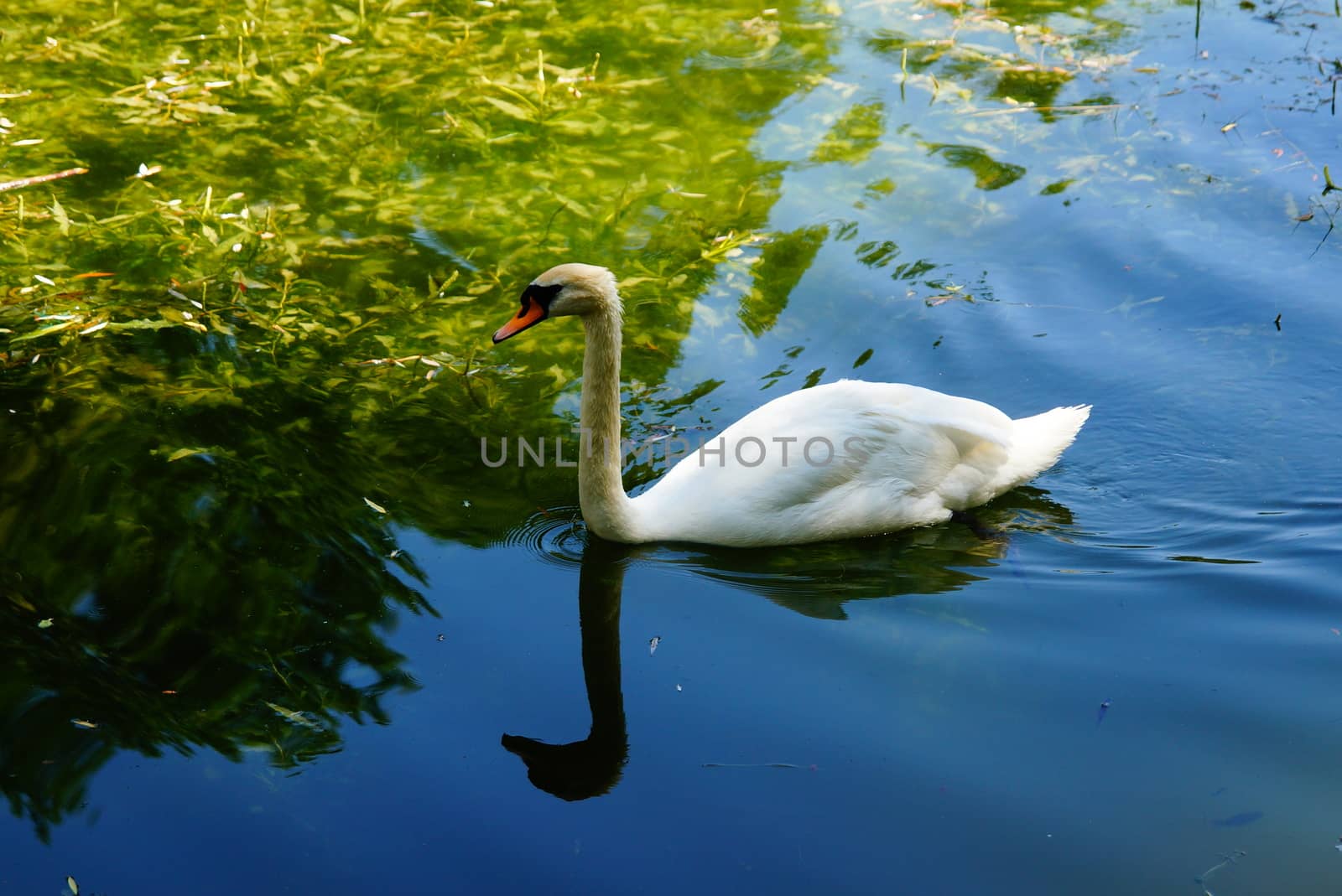 One swan floats on the water near the shore. Reservoir in the park