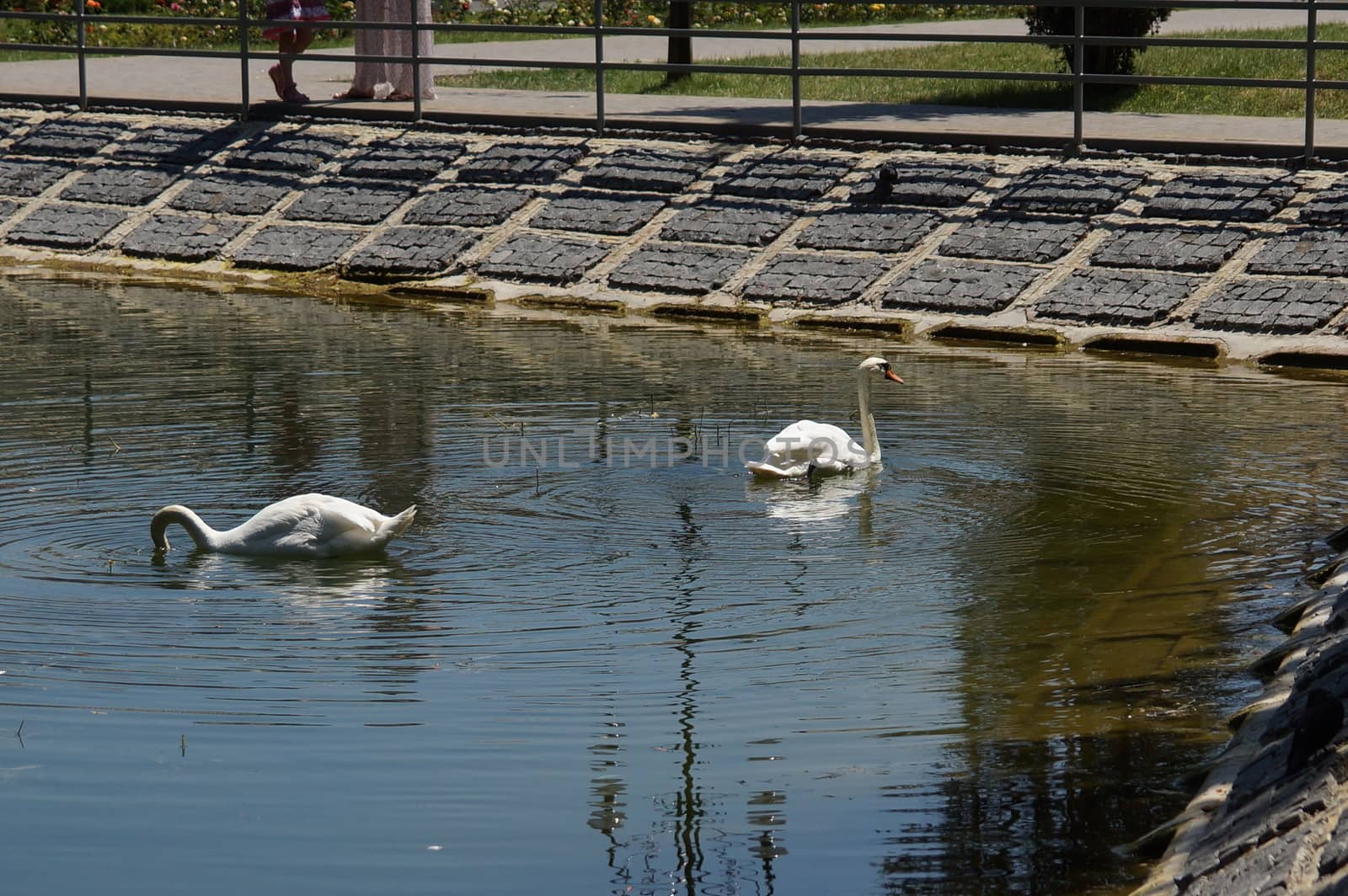 Two swan floats on the water near the shore. Reservoir in the park by Serhii_Voroshchuk