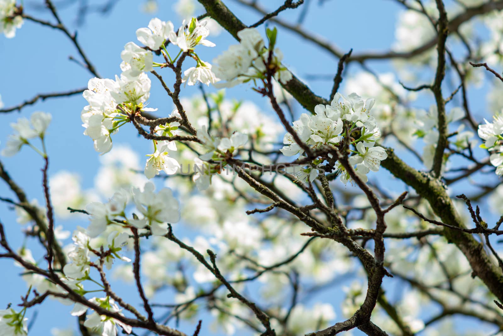 white flower apple blossoms close up on the outdoor  