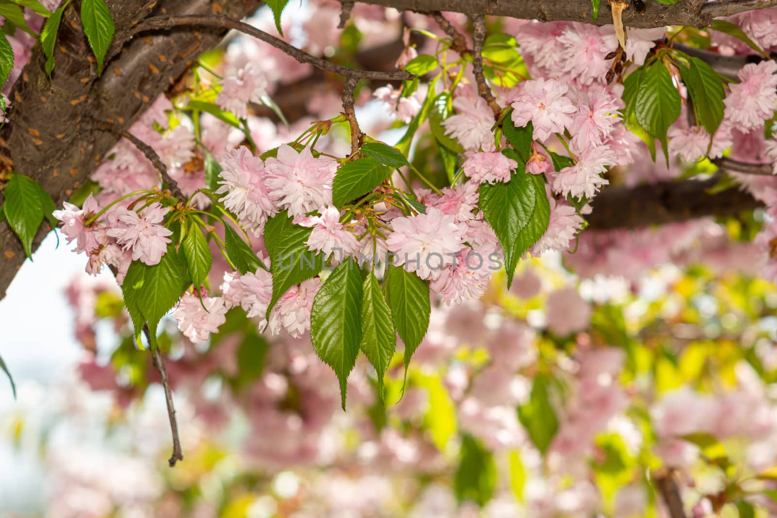 Sakura blossomed with a delicate pink flower in spring