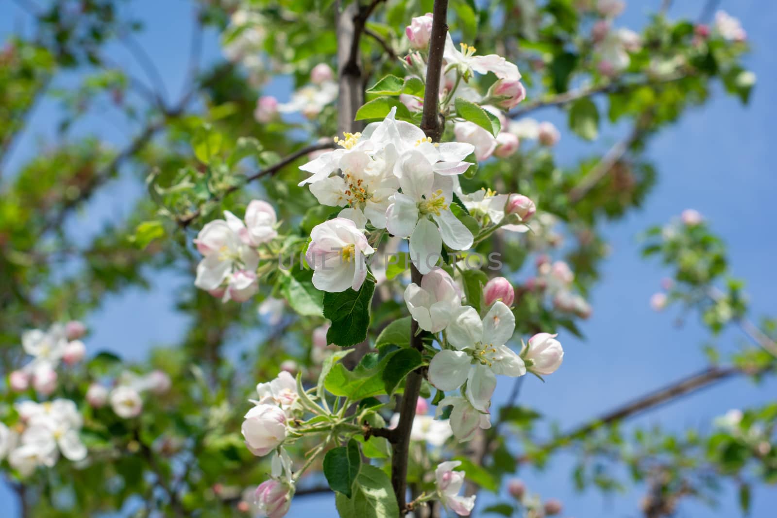 white apple blossoms close up on the outdoor   by Serhii_Voroshchuk