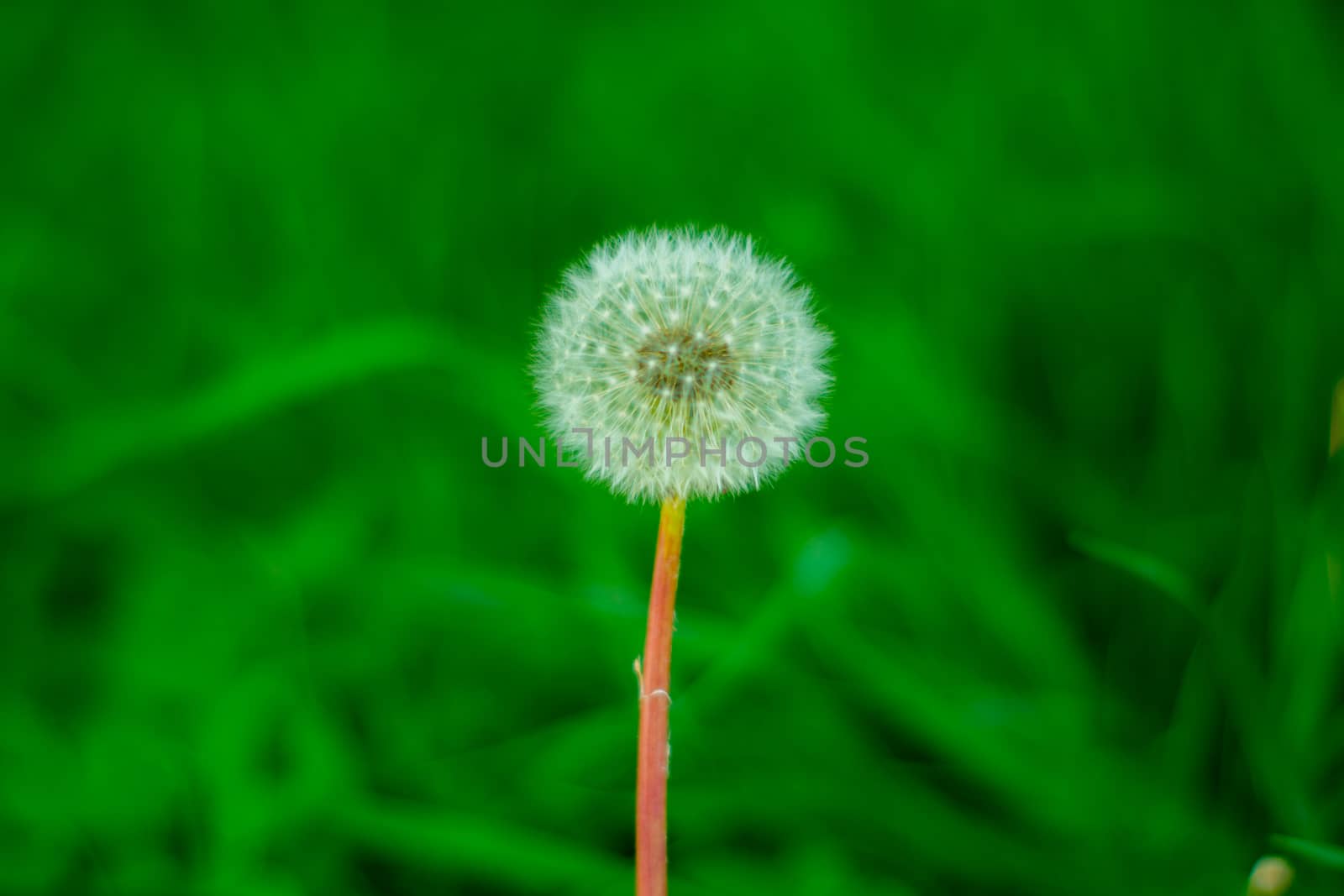 Overblown dandelion photographed on a green background by Serhii_Voroshchuk