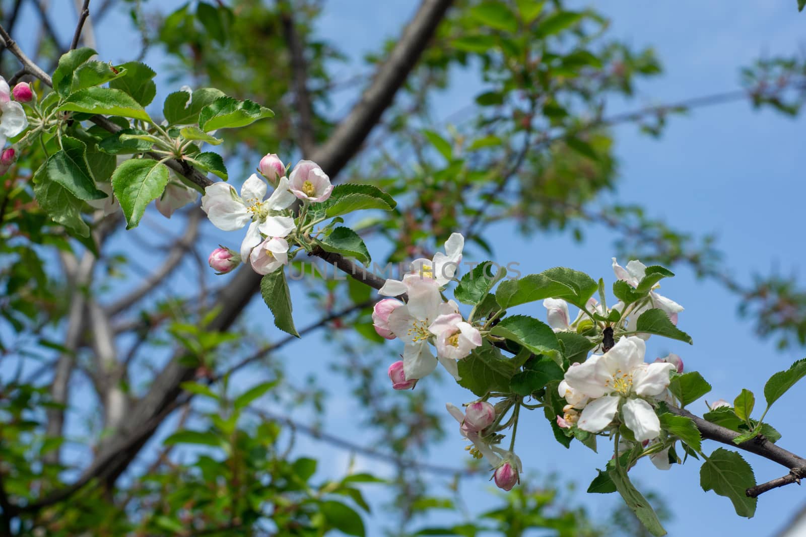 white flower apple blossoms close up on the outdoor  