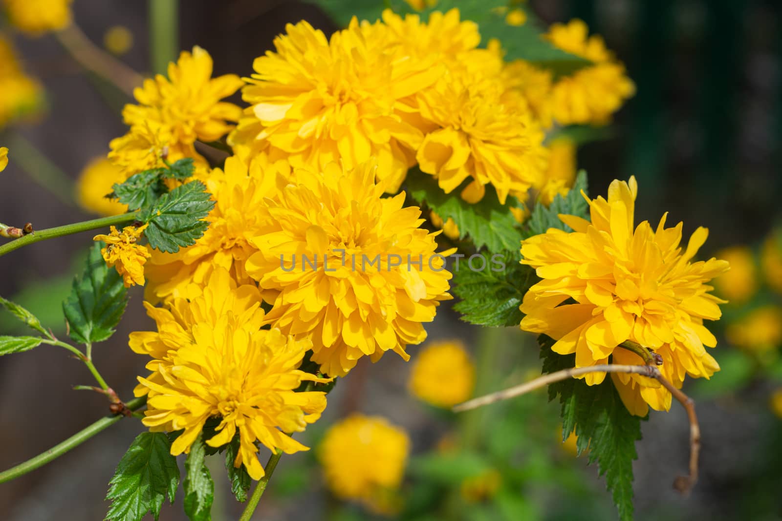 Spring sun shines on beautiful yellow flowers by Serhii_Voroshchuk